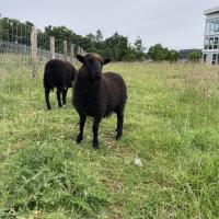 Mouton en écopâturage