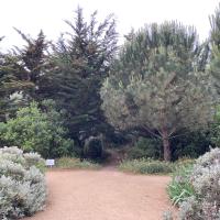 Cheminement stabilisé et jardin arboré et arbustif
