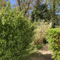 Massifs arbustifs denses