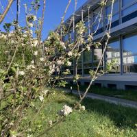 Floraison de la strate arborée