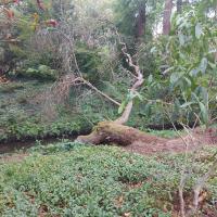 Bords de la Chézine au parc de Procé