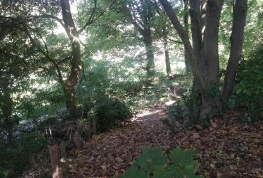 sous bois