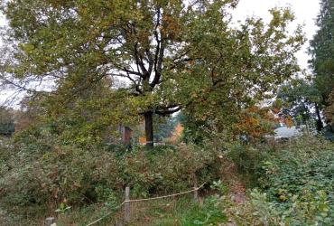 Secteur forestier avec développement de semi et roncier